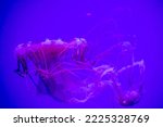 The Japanese sea nettle (Chrysaora pacifica) jellyfish swimming in the aquarium 
