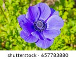 Close Up Of Purple Blue Flower...