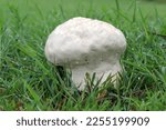 Puffball Mushroom In Green...