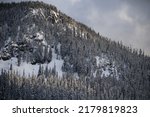 Snowy Conifers on a Mountain-Side
