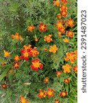 Small photo of Signet marigold flowers are orange and yellow in color and are small and in many clusters