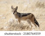 Small photo of Black Backed Jackal looking curiously.