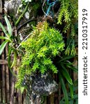 Small photo of Huperzia serrate contains a large number of alkaloids belonging to the Lycopodium group of alkaloids.