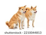 Small photo of Two dogs of the Shiba Inu breed, a bitch and a bitch, are sitting on a white background.