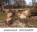 Small photo of The beaver and its work in nature. Fallen trees due to beaver damage.