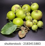 Small photo of A collection of small baby apple windfalls from the farm