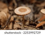 Some Wild Brown Mushroom Cap On ...