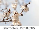 White apricot blossoms. apricot flowers macro photo on blue background. flowering apricot tree in early spring. High quality photo