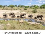 Family Of Elephants Going To...