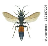 Small photo of Wasp Larra anathema anathema (female) on a white background