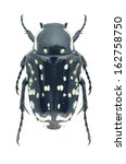 Small photo of Beetle Oxythyrea cinctella on a white background