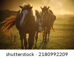 Three young horses are walking in golden hour