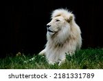 White lion looking left on dark background