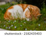  Yellow Cat Sleeping In Nature