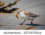 A Western Snowy Plover With A...
