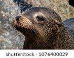 Seal sitting on rock at Big Sur, California image - Free stock photo ...