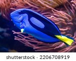 The Blue Tang (Paracanthurus hepatus, 