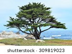 A Lone Monterey Cypress Tree ...