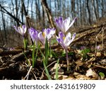 Small photo of A light purple flower with a yellow pistil is the hallmark of saffron, one of the first spring flowers. We find it in early spring in deciduous forests where it makes its way through dry leaves.