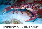 Coral Crab In The Tropical...