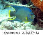 Small photo of Townsend Angelfish in the Tropical Westyern Atlantic