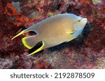 Small photo of Townsend Angelfish in the Tropical Western Atlantic