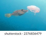 Small photo of Scrawled Filefish chomping on a Moon Jellyfish in the Tropical Western Atlantic