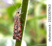 Small photo of Utetheisa pulchella, the red-spotted flunkey moth