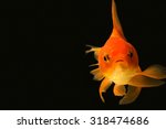 Goldfish Looking At You In...
