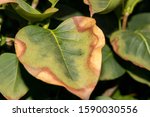 Leaf Scorch Of A Cultivar...
