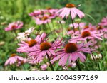 Group Of Echinacea Flowers....