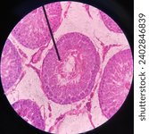 Small photo of Seminiferous Tubule in Testes Rattus norvegicus Under Microscope using Hematoxylin Eosin Stain (Male Reproduction)
