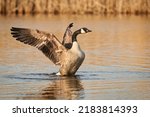 Canadian Goose flapping it’s wings in a pond 