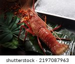 Close up of fresh spiny rock lobster on water。Jasus lalandii also called the Cape rock lobster or West Coast rock lobster is a species of spiny lobster found off the coast of Southern Africa.