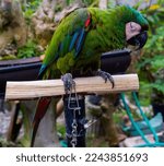 The Chestnut Fronted Macaw Or...