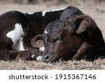 Calf Sleeping Closeup  Cute...