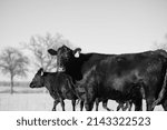 Black angus cattle on ranch in Texas pasture for agriculture.