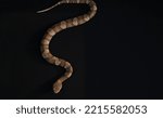 Small photo of Venomous copperhead snake with green tail in slither while isolated on black background by copy space.
