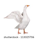 White Domestic Goose Isolated...