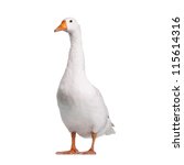 White Domestic Goose Isolated...