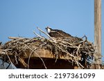 Young Female Osprey On Her Nest ...