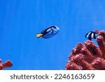 macro photography underwater paracanthurus hepatus close up