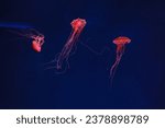 underwater photography of beautiful jellyfish japanese sea nettle chrysaora pacifica close up