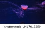 Small photo of underwater photography of a beautiful lion's mane jellyfish cyanea capillata close up
