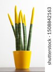 Small photo of Sansevieria with yellow color. Velvet touchz is a beautiful bright plant known as the tongue of the devil and mother-in-law tongue.