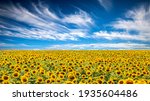 Panorama Landscape Of Sunflower ...