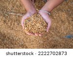 Hand holding golden paddy seeds with paddy rice background.Naked human hand full of Rice. scientific name is Oryza sativa (Asian rice) or less commonly Oryza glaberrima. Commonly consumed staple food.