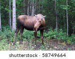 Moose In Alaskan Woods