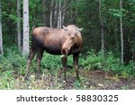 Moose In The Woods