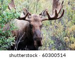Male Or Bull Moose In Denali...